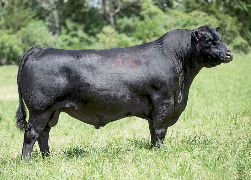 Sires Used | Baylee View Angus